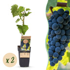 Green boutiQ - Plant fruitier - Vitis vinifera Boskoop Glory - Vigne - Rustique - Raisin bleu - 2 plantes - Pot 15cm - Hauteur 50cm