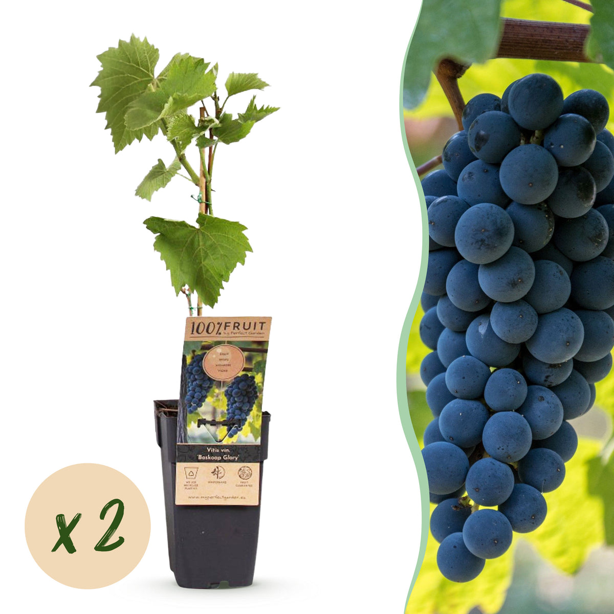 Green boutiQ - Plant fruitier - Vitis vinifera Boskoop Glory - Vigne - Rustique - Raisin bleu - 2 plantes - Pot 15cm - Hauteur 50cm