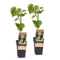 Green boutiQ - Plant fruitier - Vitis vinifera Boskoop Glory - Vigne - Rustique - Raisin bleu - 2 plantes - Pot 15cm - Hauteur 50cm