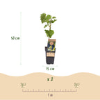 Green boutiQ - Plant fruitier - Vitis vinifera Boskoop Glory - Vigne - Rustique - Raisin bleu - 2 plantes - Pot 15cm - Hauteur 50cm
