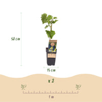 Green boutiQ - Fruitplant - Vitis vinifera Boskoop Glory - Druivenplant - Winterhard - Blauwe Druif - 2 Planten - Pot 15cm - Hoogte 50cm