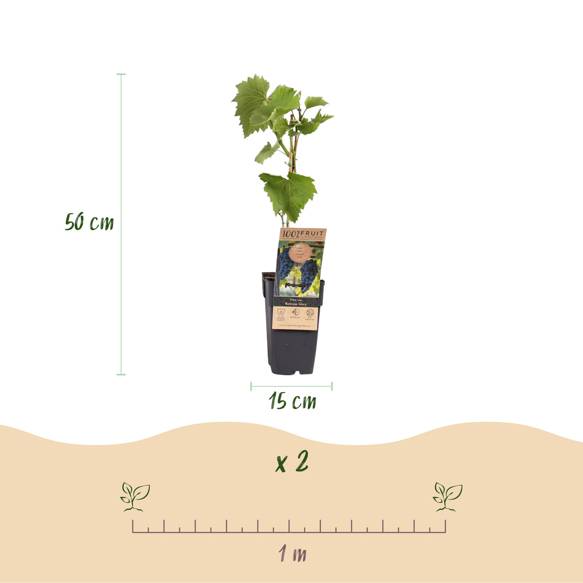 Green boutiQ - Plant fruitier - Vitis vinifera Boskoop Glory - Vigne - Rustique - Raisin bleu - 2 plantes - Pot 15cm - Hauteur 50cm