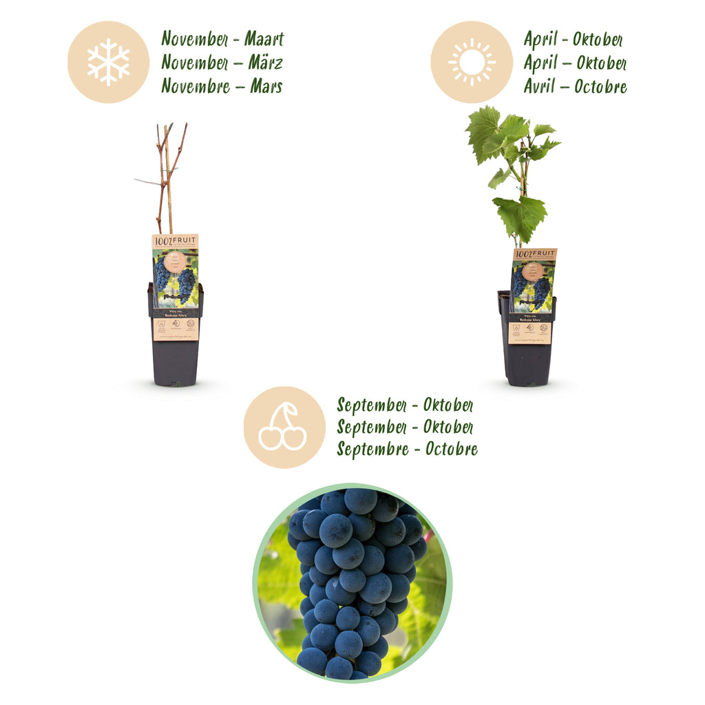 Green boutiQ - Plant fruitier - Vitis vinifera Boskoop Glory - Vigne - Rustique - Raisin bleu - 2 plantes - Pot 15cm - Hauteur 50cm