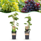 Green boutiQ - Plant fruitier - Vitis vinifera Himrod - Vanessa - Vigne - Sans pépins - Raisin bleu & blanc - 2 plantes - Pot 15cm - Hauteur 50cm