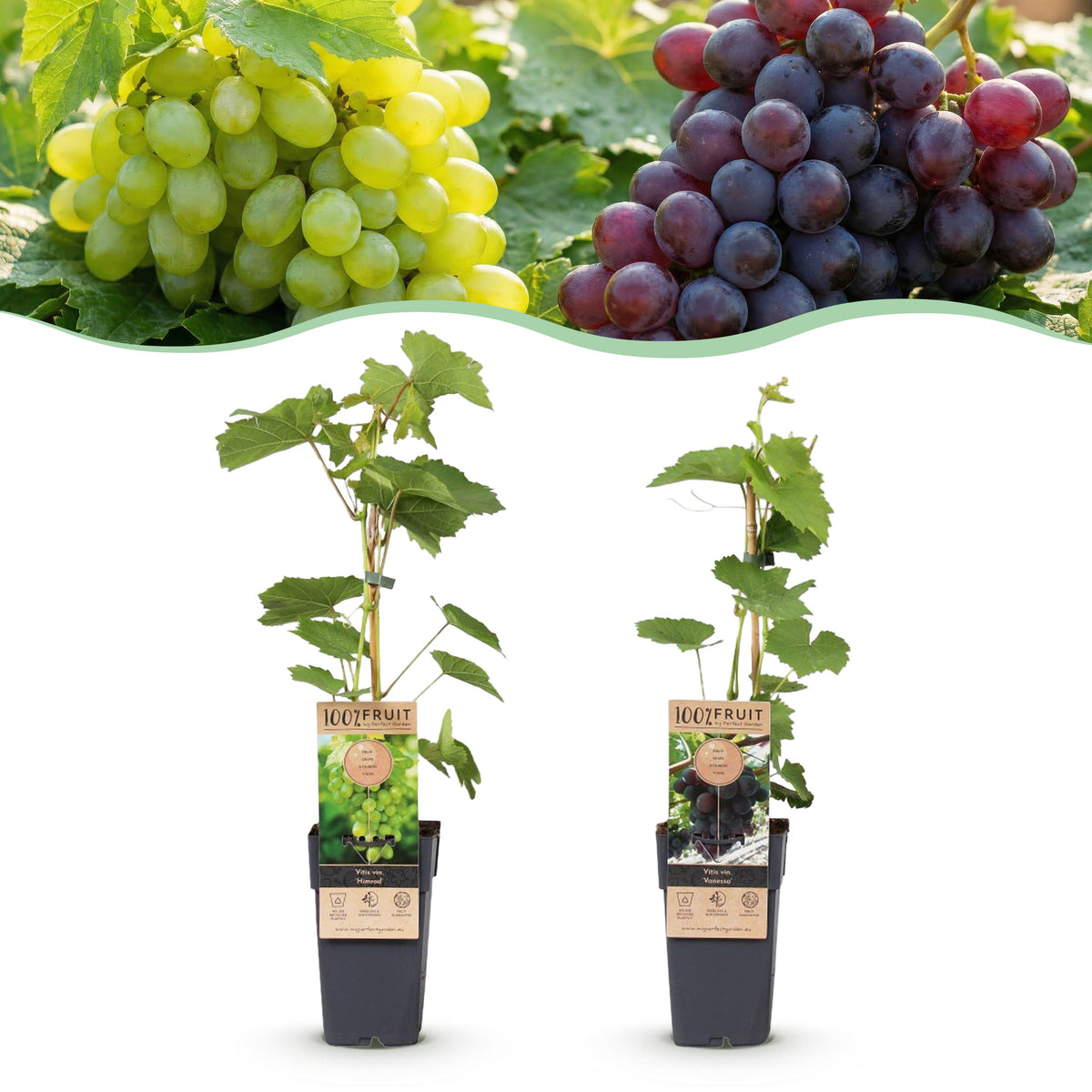 Green boutiQ - Plant fruitier - Vitis vinifera Himrod - Vanessa - Vigne - Sans pépins - Raisin bleu & blanc - 2 plantes - Pot 15cm - Hauteur 50cm