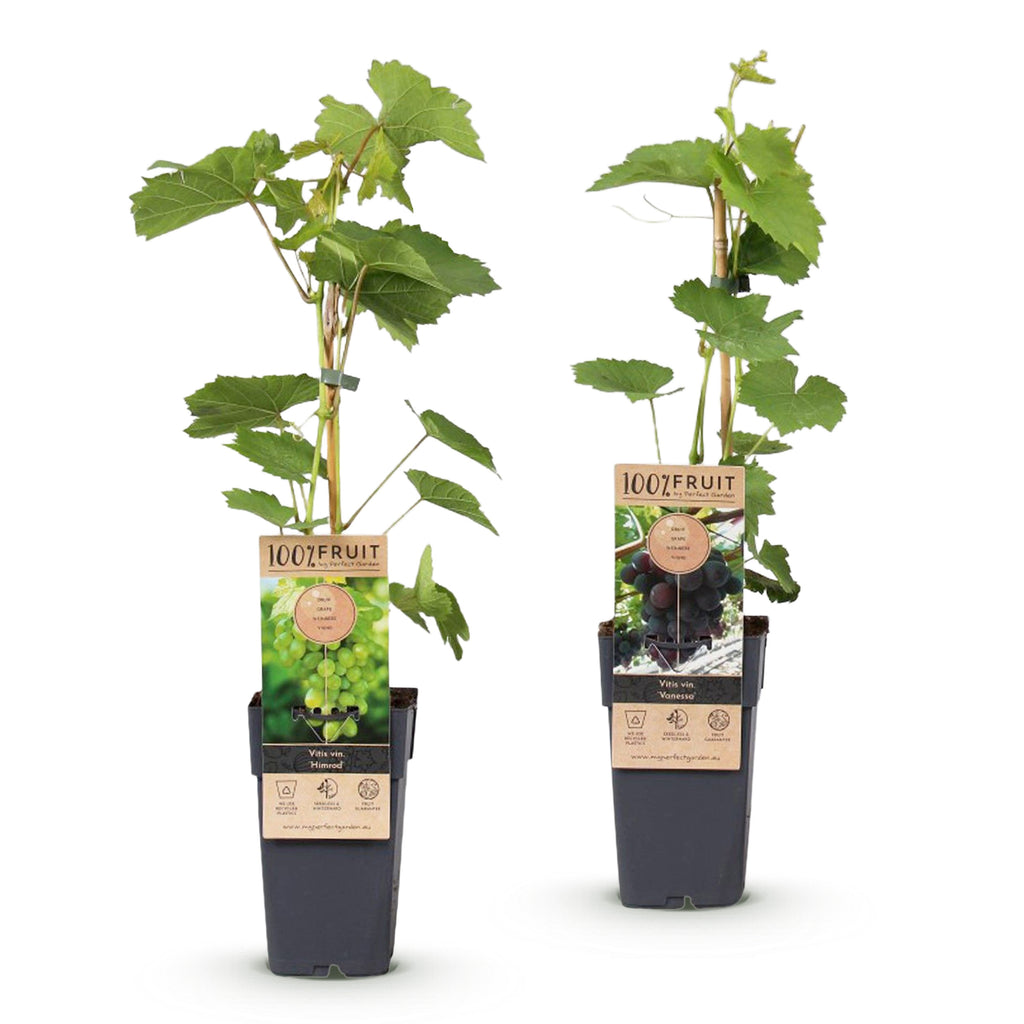Green boutiQ - Plant fruitier - Vitis vinifera Himrod - Vanessa - Vigne - Sans pépins - Raisin bleu & blanc - 2 plantes - Pot 15cm - Hauteur 50cm