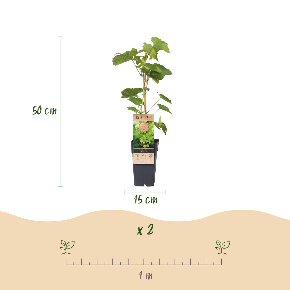 Green boutiQ - Plant fruitier - Vitis vinifera Himrod - Vanessa - Vigne - Sans pépins - Raisin bleu & blanc - 2 plantes - Pot 15cm - Hauteur 50cm