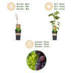 Green boutiQ - Plant fruitier - Vitis vinifera Himrod - Vanessa - Vigne - Sans pépins - Raisin bleu & blanc - 2 plantes - Pot 15cm - Hauteur 50cm