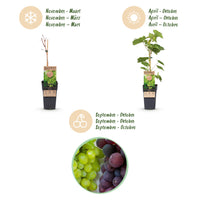 Green boutiQ - Fruitplant - Vitis vinifera Himrod - Vanessa - Druivenplant - Pitarm - Blauw & Witte Druif - 2 Planten - Pot 15cm - Hoogte 50cm