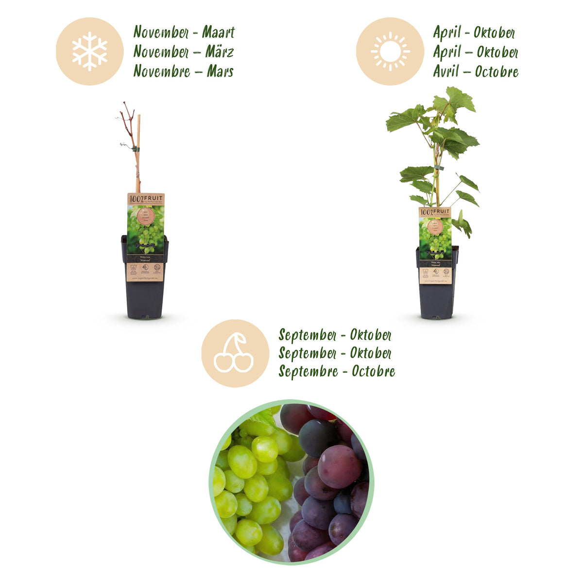 Green boutiQ - Plant fruitier - Vitis vinifera Himrod - Vanessa - Vigne - Sans pépins - Raisin bleu & blanc - 2 plantes - Pot 15cm - Hauteur 50cm