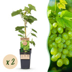 Green boutiQ - Plant fruitier - Vitis vinifera Himrod - Vigne - Sans pépins - Raisin blanc - 2 plantes - Pot 15cm - Hauteur 50cm