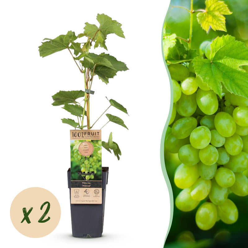 Green boutiQ - Fruitplant - Vitis vinifera Himrod - Druivenplant - Pitarm - Witte Druif - 2 Planten - Pot 15cm - Hoogte 50cm