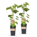 Green boutiQ - Plant fruitier - Vitis vinifera Himrod - Vigne - Sans pépins - Raisin blanc - 2 plantes - Pot 15cm - Hauteur 50cm