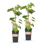 Green boutiQ - Plant fruitier - Vitis vinifera Himrod - Vigne - Sans pépins - Raisin blanc - 2 plantes - Pot 15cm - Hauteur 50cm