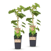 Green boutiQ - Fruitplant - Vitis vinifera Himrod - Druivenplant - Pitarm - Witte Druif - 2 Planten - Pot 15cm - Hoogte 50cm