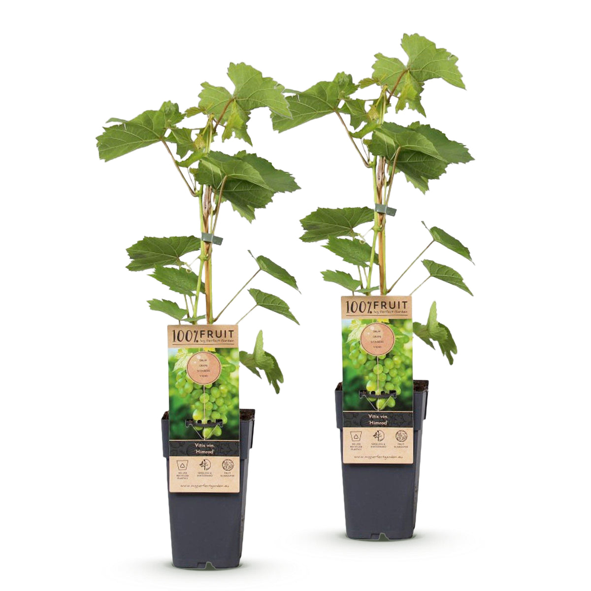 Green boutiQ - Plant fruitier - Vitis vinifera Himrod - Vigne - Sans pépins - Raisin blanc - 2 plantes - Pot 15cm - Hauteur 50cm
