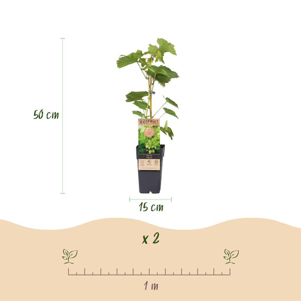 Green boutiQ - Plant fruitier - Vitis vinifera Himrod - Vigne - Sans pépins - Raisin blanc - 2 plantes - Pot 15cm - Hauteur 50cm