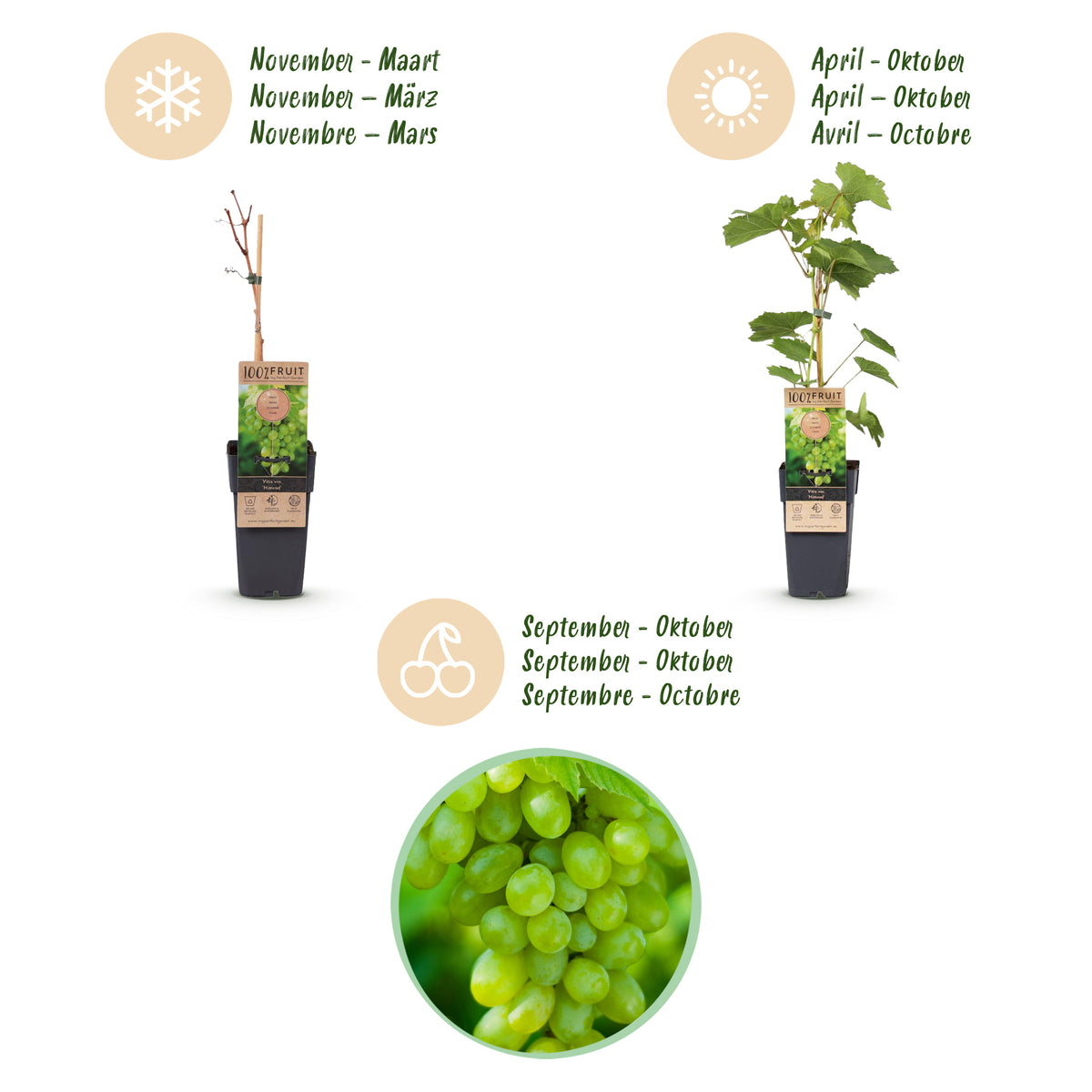 Green boutiQ - Fruitplant - Vitis vinifera Himrod - Druivenplant - Pitarm - Witte Druif - 2 Planten - Pot 15cm - Hoogte 50cm