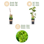 Green boutiQ - Plant fruitier - Vitis vinifera Himrod - Vigne - Sans pépins - Raisin blanc - 2 plantes - Pot 15cm - Hauteur 50cm