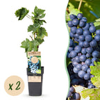 Green boutiQ - Plant fruitier - Vitis vinifera Regent - Vigne - Greffée - Raisin bleu - 2 plantes - Pot 15cm - Hauteur 50cm