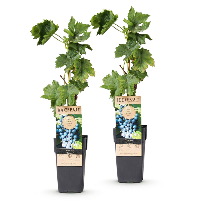 Green boutiQ - Fruitplant - Vitis vinifera Regent - Druivenplant - Geent - Blauwe Druif - 2 Planten - Pot 15cm - Hoogte 50cm