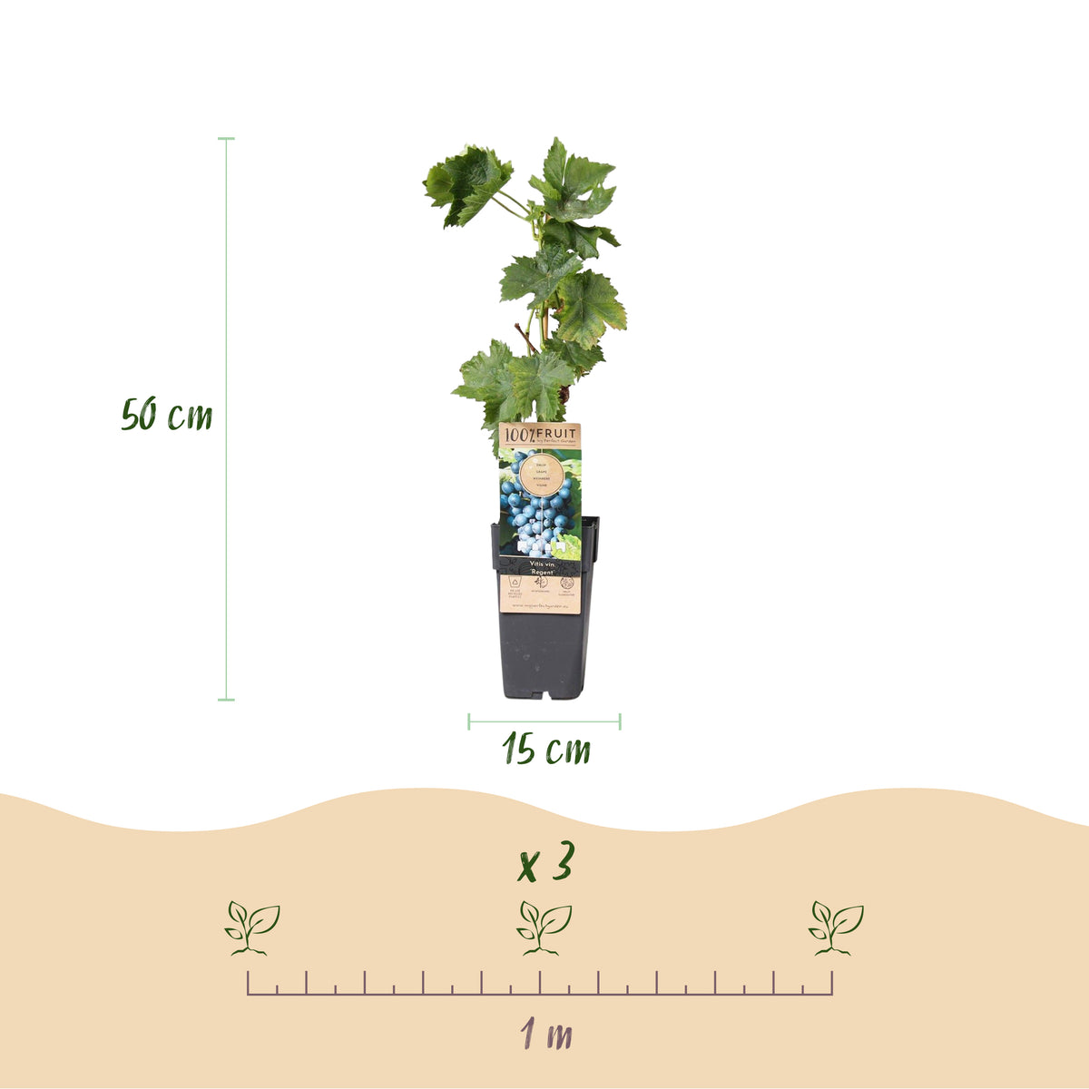 Green boutiQ - Plant fruitier - Vitis vinifera Regent - Vigne - Greffée - Raisin bleu - 2 plantes - Pot 15cm - Hauteur 50cm