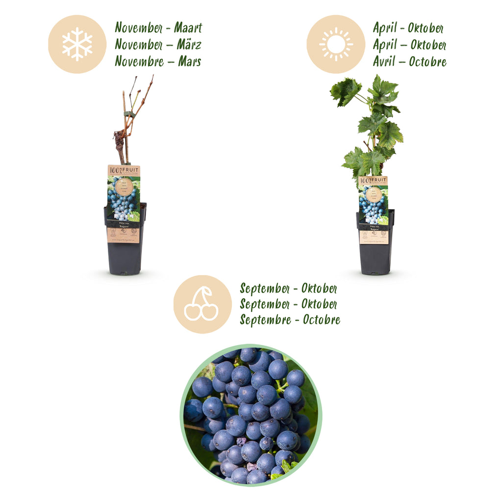 Green boutiQ - Plant fruitier - Vitis vinifera Regent - Vigne - Greffée - Raisin bleu - 2 plantes - Pot 15cm - Hauteur 50cm
