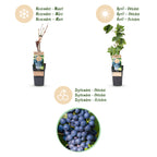 Green boutiQ - Plant fruitier - Vitis vinifera Regent - Vigne - Greffée - Raisin bleu - 2 plantes - Pot 15cm - Hauteur 50cm