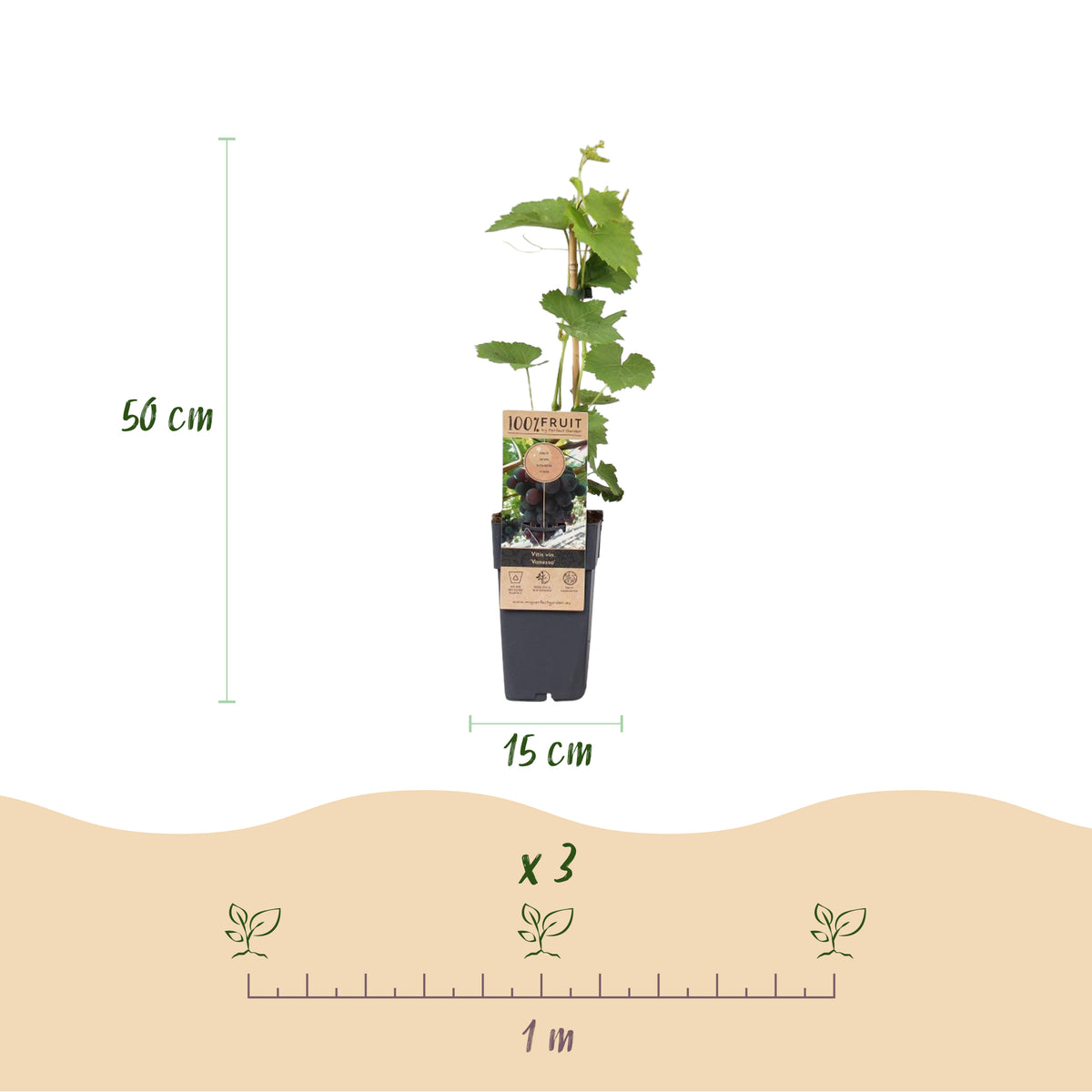 Green boutiQ - Plant fruitier - Vitis vinifera Vanessa - Vigne - Sans pépins - Raisin bleu - 2 plantes - Pot 15cm - Hauteur 50cm