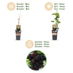 Green boutiQ - Plant fruitier - Vitis vinifera Vanessa - Vigne - Sans pépins - Raisin bleu - 2 plantes - Pot 15cm - Hauteur 50cm