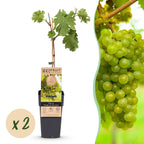 Green boutiQ - Plant fruitier - Vitis vinifera Vroege van der Laan - Vigne - Rustique - Raisin blanc - 2 plantes - Pot 15cm - Hauteur 50cm