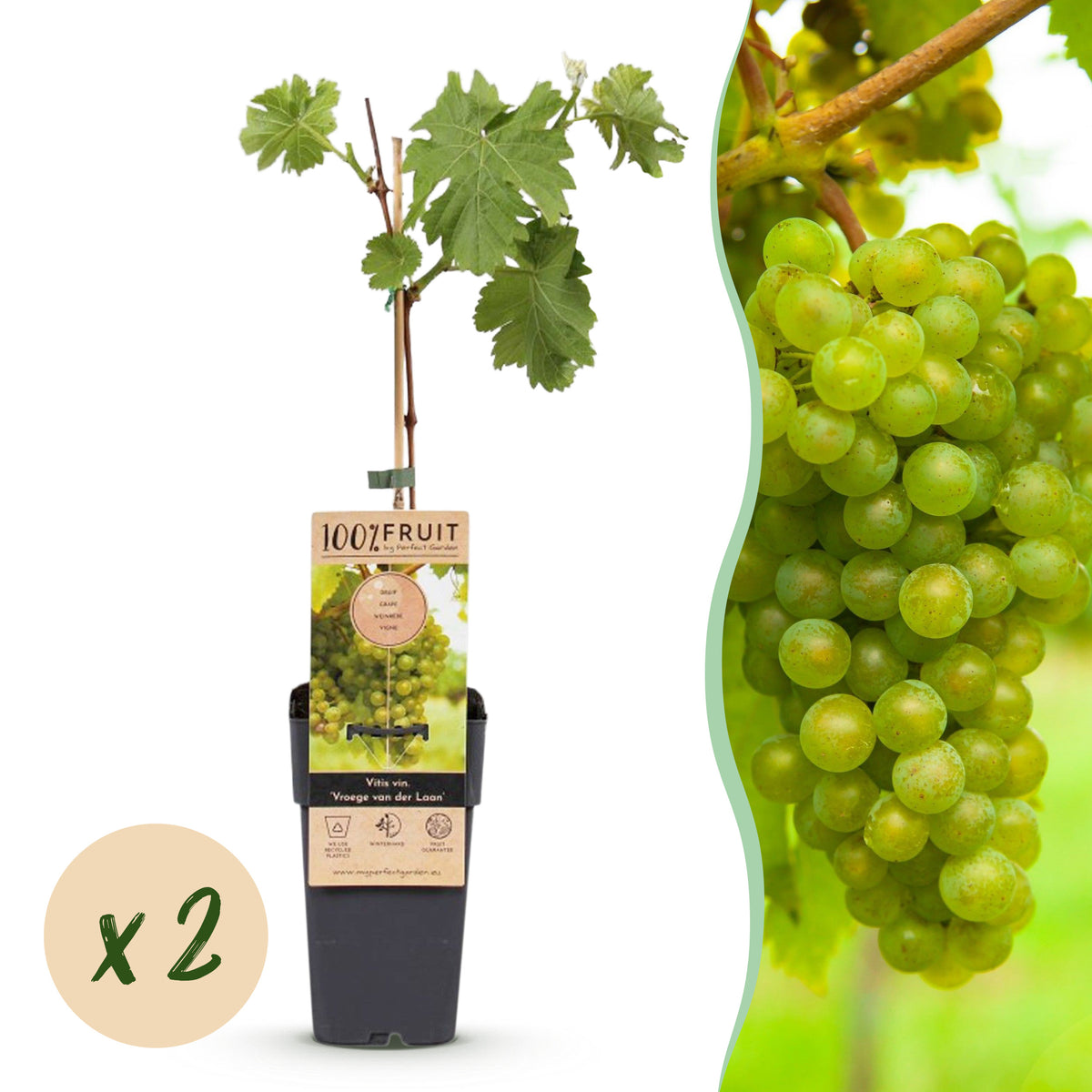 Green boutiQ - Plant fruitier - Vitis vinifera Vroege van der Laan - Vigne - Rustique - Raisin blanc - 2 plantes - Pot 15cm - Hauteur 50cm