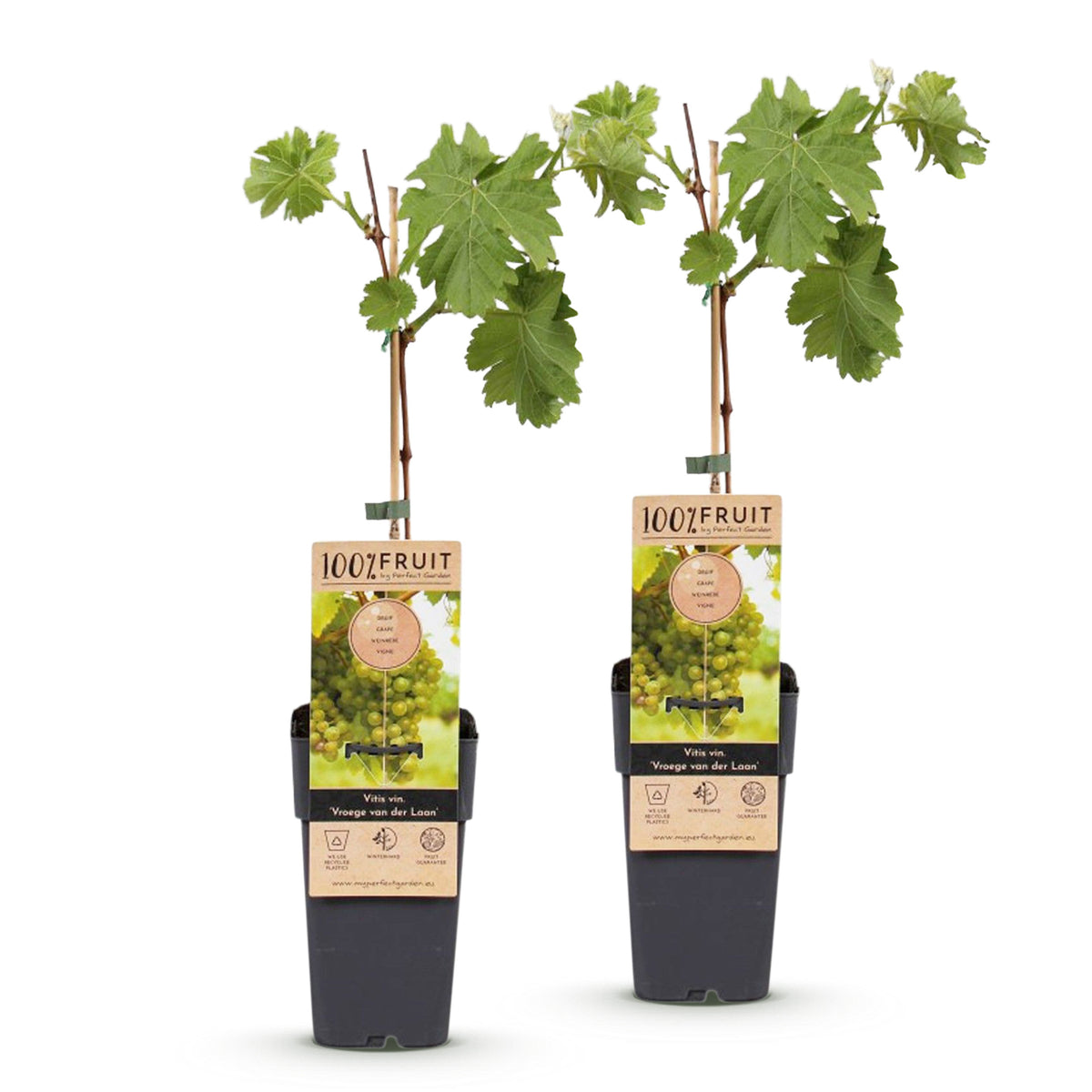 Green boutiQ - Plant fruitier - Vitis vinifera Vroege van der Laan - Vigne - Rustique - Raisin blanc - 2 plantes - Pot 15cm - Hauteur 50cm