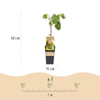 Green boutiQ - Plant fruitier - Vitis vinifera Vroege van der Laan - Vigne - Rustique - Raisin blanc - 2 plantes - Pot 15cm - Hauteur 50cm