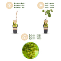 Green boutiQ - Fruitplant - Vitis vinifera Vroege van der Laan - Druivenplant - Winterhard - Witte Druif - 2 Planten - Pot 15cm - Hoogte 50cm
