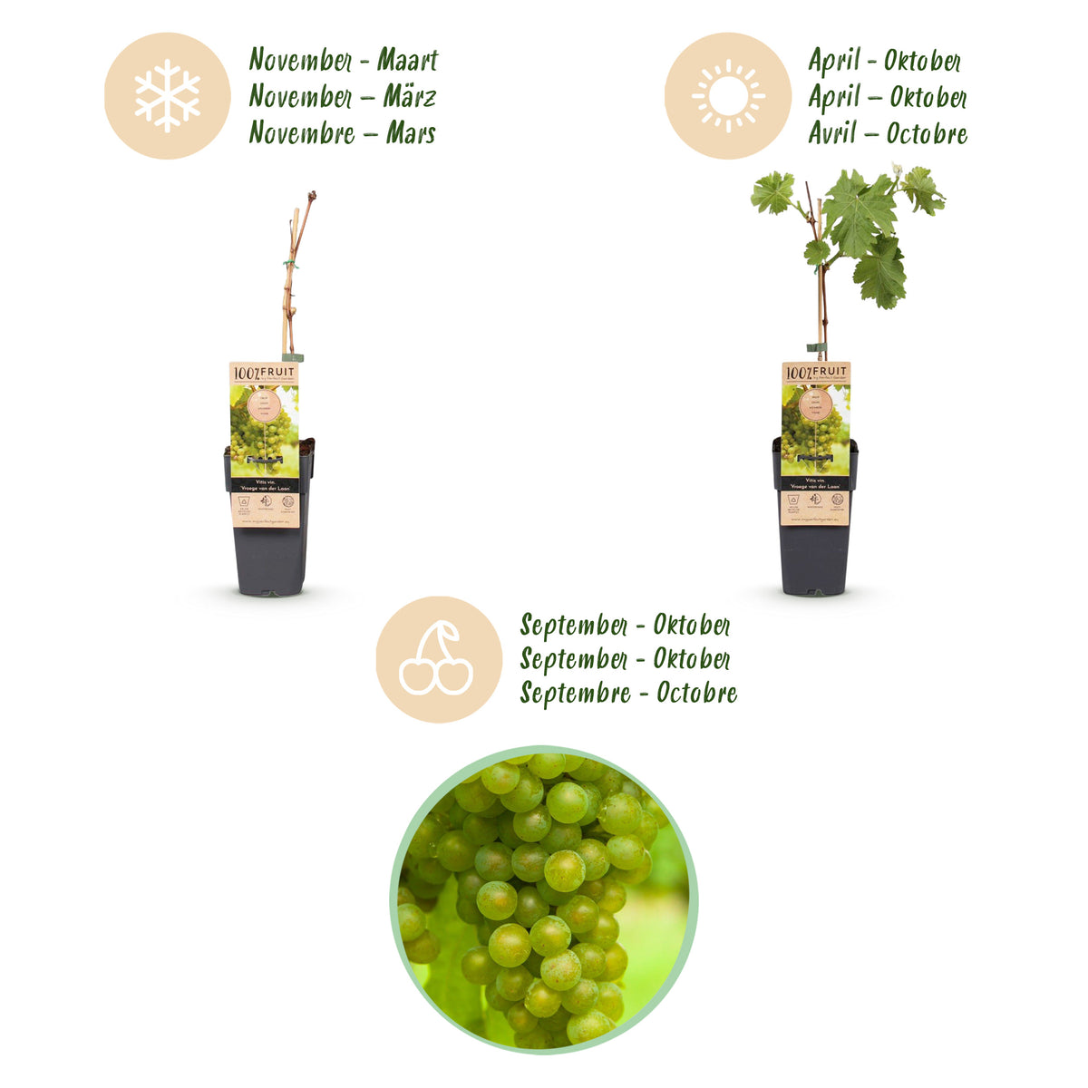 Green boutiQ - Plant fruitier - Vitis vinifera Vroege van der Laan - Vigne - Rustique - Raisin blanc - 2 plantes - Pot 15cm - Hauteur 50cm