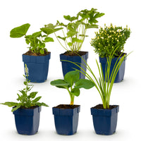 Green boutiQ - Borderpakket - Kleur Wit - 6 Vaste planten - 1 m2 - Diversen kleuren - Weinig Onderhoud - Pot 11cm