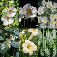 Green boutiQ - Borderpakket - Kleur Wit - 6 Vaste planten - 1 m2 - Diversen kleuren - Weinig Onderhoud - Pot 11cm