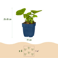 Green boutiQ - Borderpakket - Kleur Wit - 6 Vaste planten - 1 m2 - Diversen kleuren - Weinig Onderhoud - Pot 11cm