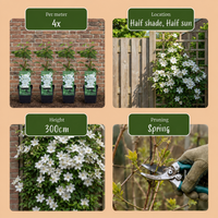 Green boutiQ - Klimplant - Clematis Jackmanii - Bloem Blauw - Weinig onderhoud -2 planten -  Pot 11cm Hoogte 40cm