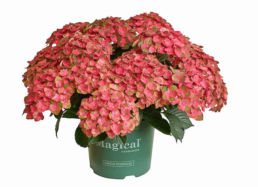 Green boutiQ - Terrasplant - Hortensia - Hydrangea Magical Green Fire - Roze Groen - 6-10 Bloemen - 2 Planten - Pot 23cm Hoogte 55cm