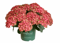 Green boutiQ - Terrasplant - Hortensia - Hydrangea Magical Green Fire - Roze Groen - 6-10 Bloemen - 2 Planten - Pot 23cm Hoogte 55cm