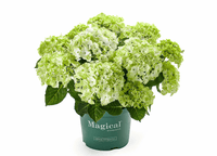 Green boutiQ - Terrasplant - Hortensia - Hydrangea Magical Nobless - Wit - 6-10 Bloemen - 2 Planten - Pot 23cm Hoogte 55cm