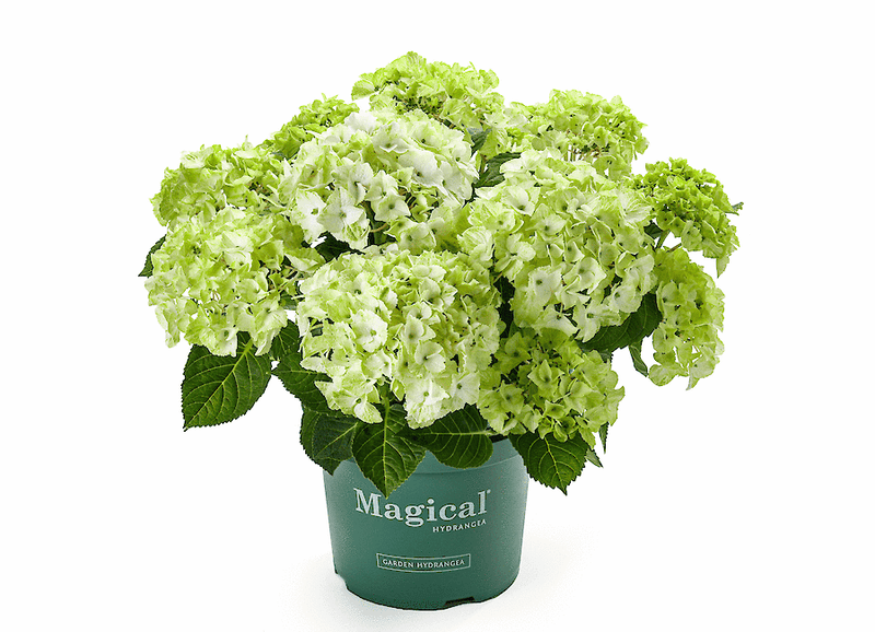 Green boutiQ - Terrasplant - Hortensia - Hydrangea Magical Nobless - Wit - 6-10 Bloemen - 2 Planten - Pot 23cm Hoogte 55cm