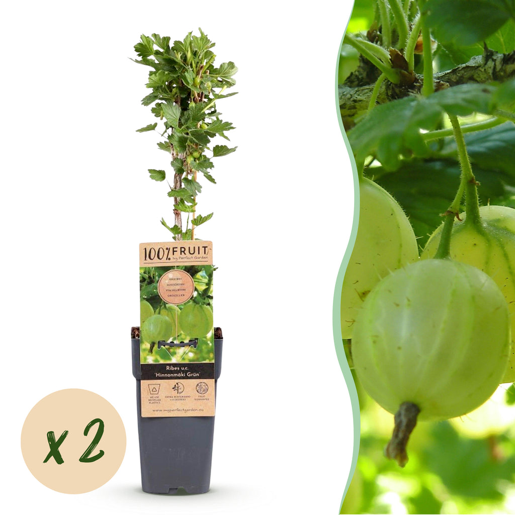 Green boutiQ - Plant fruitier - Ribes uva-crispa Hinnonmäki Grün - Groseillier à maquereau - Rustique - Baie verte - 2 Plantes - Pot 15cm - Hauteur 50cm