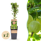 Green boutiQ - Plant fruitier - Ribes uva-crispa Hinnonmäki Grün - Groseillier à maquereau - Rustique - Baie verte - 2 Plantes - Pot 15cm - Hauteur 50cm