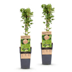Green boutiQ - Plant fruitier - Ribes uva-crispa Hinnonmäki Grün - Groseillier à maquereau - Rustique - Baie verte - 2 Plantes - Pot 15cm - Hauteur 50cm