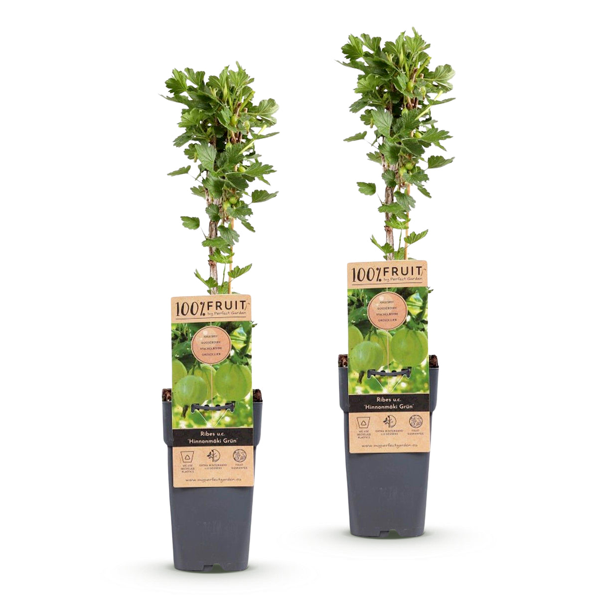 Green boutiQ - Plant fruitier - Ribes uva-crispa Hinnonmäki Grün - Groseillier à maquereau - Rustique - Baie verte - 2 Plantes - Pot 15cm - Hauteur 50cm