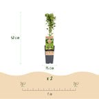Green boutiQ - Plant fruitier - Ribes uva-crispa Hinnonmäki Grün - Groseillier à maquereau - Rustique - Baie verte - 2 Plantes - Pot 15cm - Hauteur 50cm