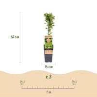 Green boutiQ - Fruitplant - Ribes uva-crispa Hinnonmäki Grün - Kruisbes - Winterhard - Groene Bes - 2 Planten - Pot 15cm - Hoogte 50cm